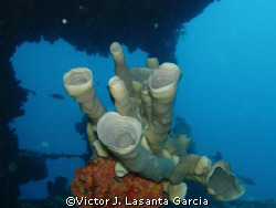 pipe sponge inside the wit shoal {wreck} at st. thomas -u... by Victor J. Lasanta Garcia 